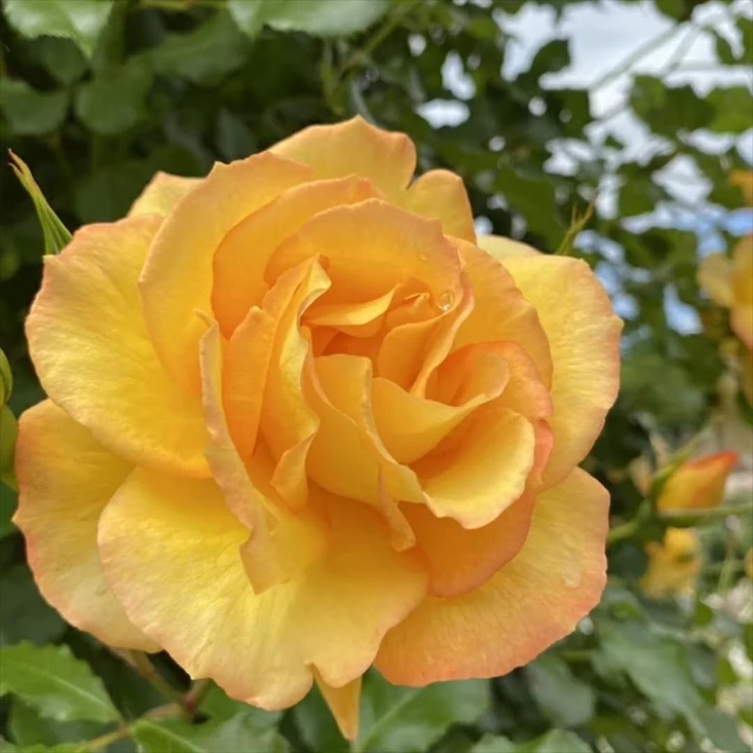 Combo 6 Yellow Rose Cuttings, 5–8 Inch Long Starter Cuttings for Planting, Rose Bush Flower Plant for Garden Outdoor Growing