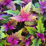 Gynura Purple Passion Plant Live, Gynura Aurantiaca Purple Velvet Passion Live Plants, 4-9 Inch Tall, 2 Starter Plants
