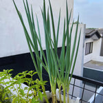 Pack 20 Egyptian Walking Onions Bulbs for Planting Outdoors Indoors, Heirloom Onion Bulbs