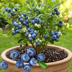 2 Southern Highbush Blueberry Plants Live for Outdoor Growing, Emerald Blueberry Trees Live Plants, Blueberries Bushes, Hardy and High Yield Seedlings, Starter 4 to 7", No Pot