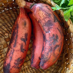 Zebrina Red Banana Tree Live Plant, Edible Fruit, 4-6" Tall