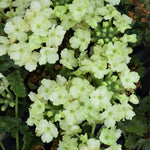 2 Light Green Verbena Plants Live, Perennial Ground Cover or Trailing Bushes Shrubs, 5-9 Inches Tall, Verbena Flower for Planting