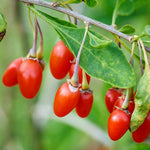 Goji Berry Live Plant, Red Goji Berry Seedling Well Rooted from 4-6 Inches Tall, Fruit Bearing Shrub for Outdoor Garden
