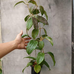 Hoya Quinquenervia Live Plant 3 Inches, Five Veined Hoyas Plant, Trailing Plants for Home Decoration Indoor