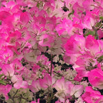 Combo 2 Bougainvillea Plants Live Trees, Outdoor Bougainvillea Plant for Trailing Flowering Vines or Bush Tree, 5-10” Tall, Well-Rooted Bougainvillea (Coconut Ice Color)