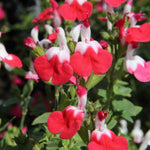 Hot Lips Salvia Plant, 4 Inch Pot Live Flowering Perennial, Red White Blooms, 4-8" Tall Hot Lips Salvia Sage Plants for Outdoor Garden
