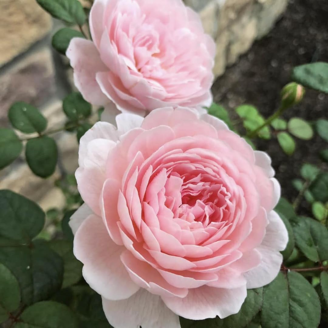 Pearly Gates Peachy Climbing Rose Live Plant, 6 Months Old Starter, Fragrant Purple Climbing Roses for Planting Outdoor, No Pot