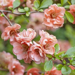 Salmon Flowering Quince Live Plant, 4 Inch Pot, Quince Plant, Chaenomeles Japonica Bush Shrub, Ornamental Shrub for Yard Garden and Landscape