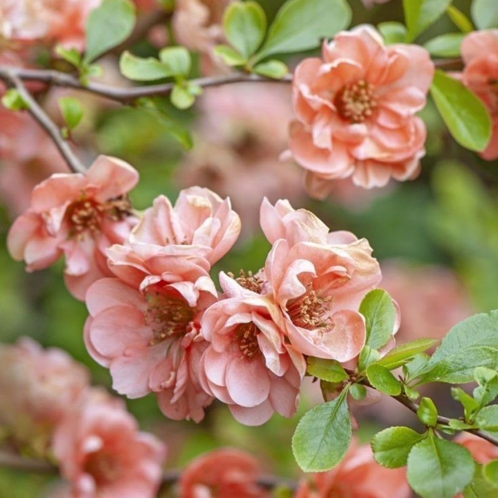 Salmon Flowering Quince Live Plant, 4 Inch Pot, Quince Plant, Chaenomeles Japonica Bush Shrub, Ornamental Shrub for Yard Garden and Landscape