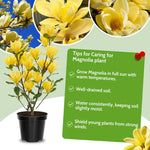 Yellow Magnolia Tree in Gallon Pot, Live Flowering Magnolia Tree, Hardy Ornamental Shade Trees with Fragrant Blooms