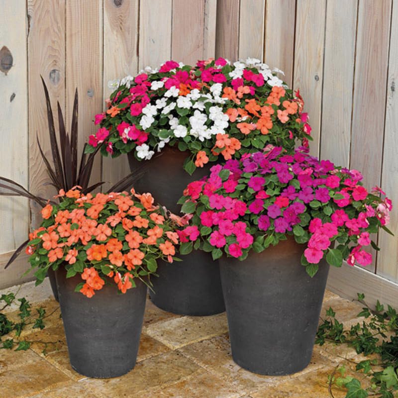 Impatiens Plants Live, Assorted Color Plant, Starter Impatiens Flower Plants, Tree Live Perennial Impatien for Planting Outdoors, 3-5"