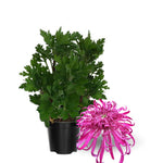 Chrysanthemum Flower Plant, Pink Mums Plant Live, 5 to 7 Inc Tall Chrysanthemum Plants Live for Gardening Outdoor Indoor, Growing Planting Mum Live Plant