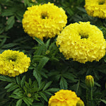 2 Yellow Marigold Plants Live, Marigold Flowers Live Plants, Perennial Flower Garden, Hanging Basket
