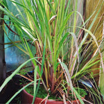 2 Lemongrass Plants, Lemon Grass Live Plant, Live Lemon Grass, Lemon Grass Plants, Live Lemongrass Plants in 4 Inc Pot