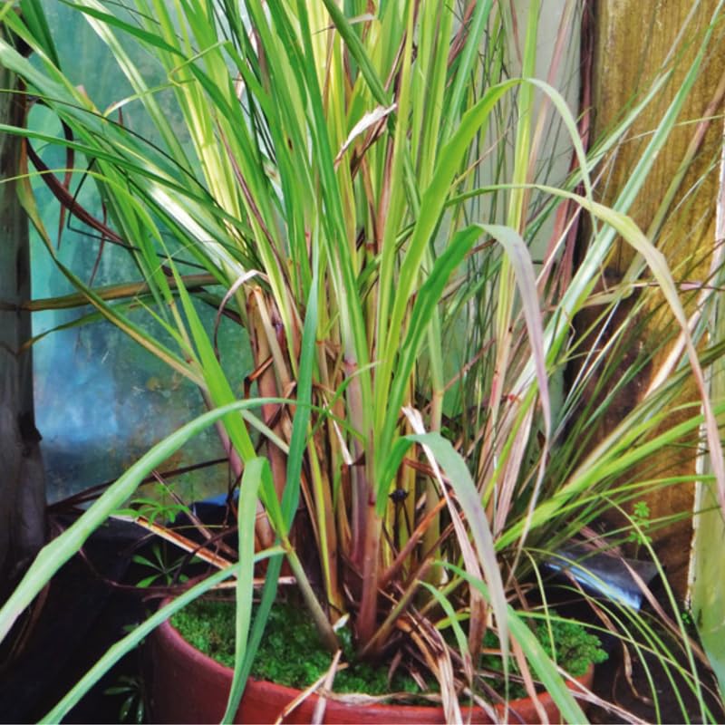 2 Lemongrass Plants, Lemon Grass Live Plant, Live Lemon Grass, Lemon Grass Plants, Live Lemongrass Plants in 4 Inc Pot