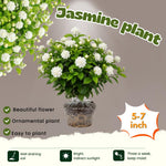 2 Maid of Orleans Arabian Jasmine Plants Live, 5 to 7 Inc Tall, Jasmine Plant Indoor Live Fragrant Flower Garden Outdoor Planting
