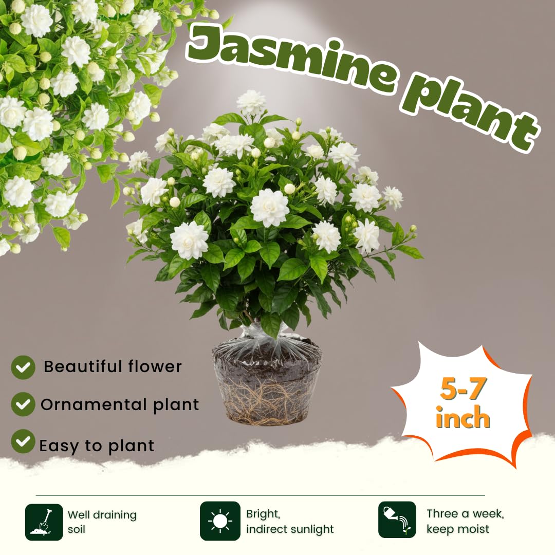 2 Maid of Orleans Arabian Jasmine Plants Live, 5 to 7 Inc Tall, Jasmine Plant Indoor Live Fragrant Flower Garden Outdoor Planting