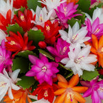 4 Mixed Christmas Cactus Plants Live Starter Size, Bloom in Winter, False Thanksgiving Cactus Plants Like, Cold Hardy, 5-9" in Tall, No Pot, Assorted Colors