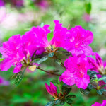 2 Southern Azalea Plants Live 5-9" in Tall, Rhododendron Tree Live Plants Like, Established Root, Vibrant Bloom, Deep Pink