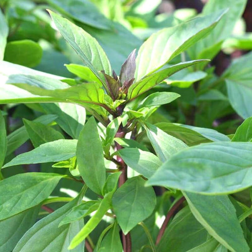 15 Basil Plants, Basil Live Plants, 3 to 6 Inches in Height, Herb Plants Live