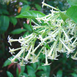 Jasmine Vine Plants Live, 3 Cestrum Nocturnum Plant, Night Blooming Jasmine Live Plant