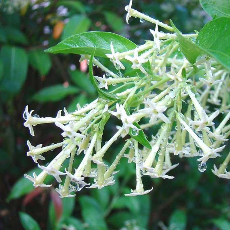 Jasmine Vine Plants Live, 3 Cestrum Nocturnum Plant, Night Blooming Jasmine Live Plant