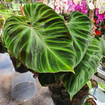 Large Heart-Shaped Philodendron Plant Live, Rare Tropical Variegated Live Indoor Houseplant, Starter Plants No Pot, 5-9" in Tall