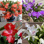 Single Random Christmas Cactus Plants Live or Thanksgiving Cactus Plant Like, Well-Rooted Cold Hardy, Holiday Cactus for Indoor Outdoor Planting, 4-8 Inc Tall, Starter Tree