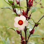 Roselle Hibiscus Plant Live, Hibiscus Sabdariffa Plant, Red Sorrel Jamaica Live Plant in 4 Inches Pot, 6-8 Inc Tall, Red Roselle Seedling for Indoor Outdoor Growing