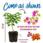 Sets 3 Climbing Bougainvillea Plants Live for Full Sun Trellis Tree, Shrub or Vine Bougainvillea Vibrant Bloom, Very Hardy, 5-9" Tall, White