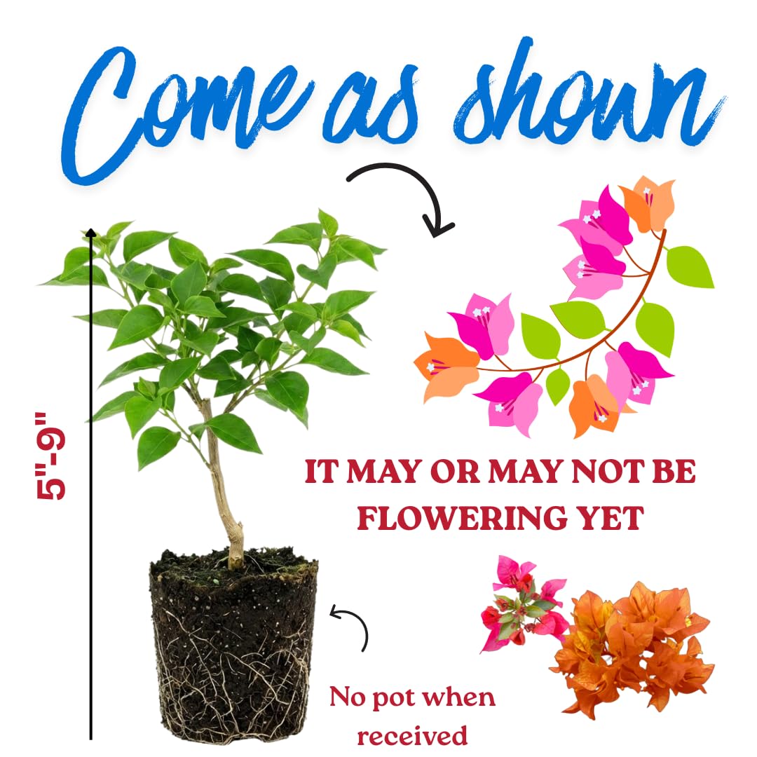 Sets 3 Climbing Bougainvillea Plants Live for Full Sun Trellis Tree, Shrub or Vine Bougainvillea Vibrant Bloom, Very Hardy, 5-9" Tall, Bright Yellow Orange