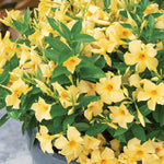 4 Yellow Mandevilla Plants, Flowering Mandevilla Vine, 4-6” Tall,Trailing Outdoor Plant for Trellises, Hanging Baskets, or Pots