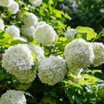 Snowball Viburnum Plant, White Viburnum Plant, 10-12 Inches Tall, Snowball Bush for Outdoor Garden