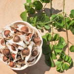 2 Moringa Plants, 12-18 Inch Moringa Oleifera Drumstick Plants Live, Large Moringa Tree in Outdoor Planting, High Yielding