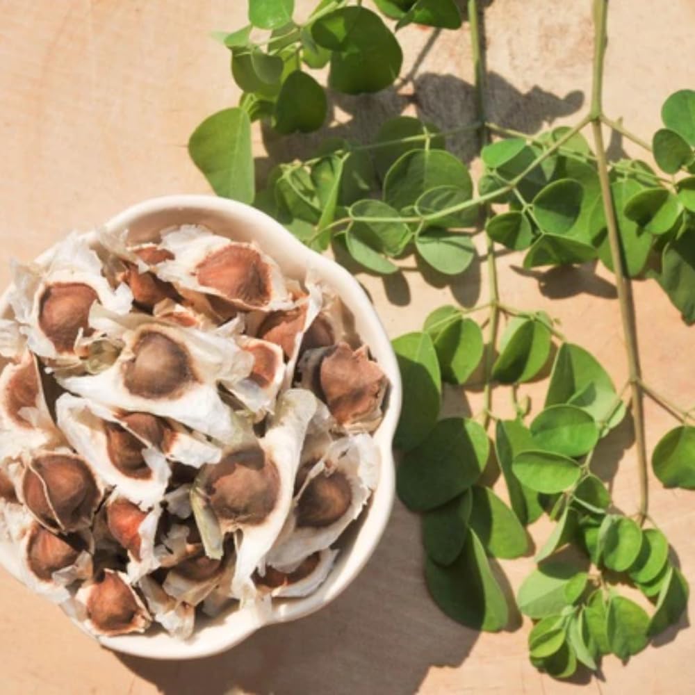 2 Moringa Plants, 12-18 Inch Moringa Oleifera Drumstick Plants Live, Large Moringa Tree in Outdoor Planting, High Yielding