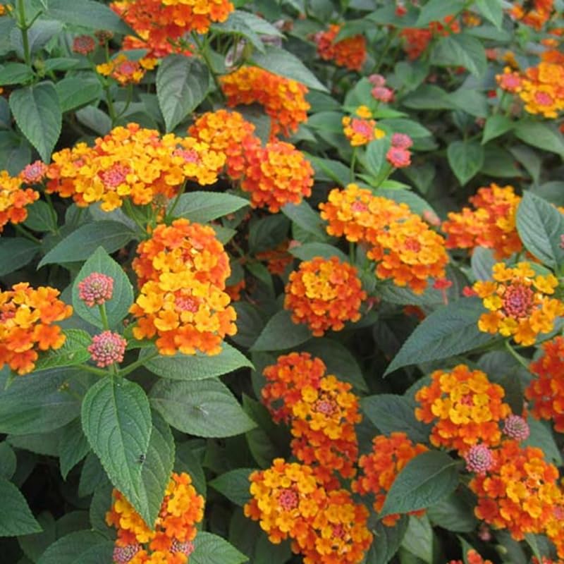 3 Trailing Lantana Plants Live, 5 to 7 Inc Tall, Orange Lantana Live Plants for Planting Outdoors Flower Gardening