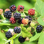 Set 4 BlackBerry Plants Live, Thornless BlackBerry Bushes Live Plant 5 to 10 Inches Tall, Sweet Blackberries Fruit Trees for Planting (Navaho BlackBerry)