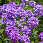 Sets 4 Perennial Verbena Live Plants Ground Cover or Trailing Potted, Purple Bloom, Outdoor Planting Spring