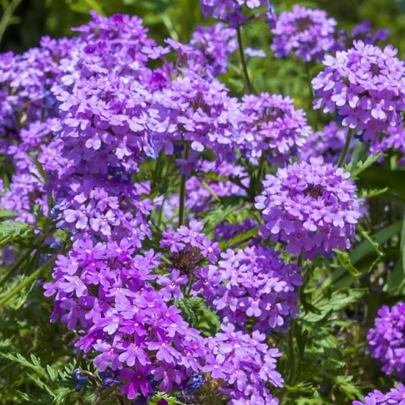 Sets 4 Perennial Verbena Live Plants Ground Cover or Trailing Potted, Purple Bloom, Outdoor Planting Spring
