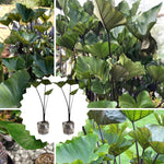 Colocasia Esculenta, Colocasia Live Plant, Elephant Ears Live Plant, Esculenta Taro Live Houseplant, 5-8 Inc Tall, No Pot (Rare Colocasia)