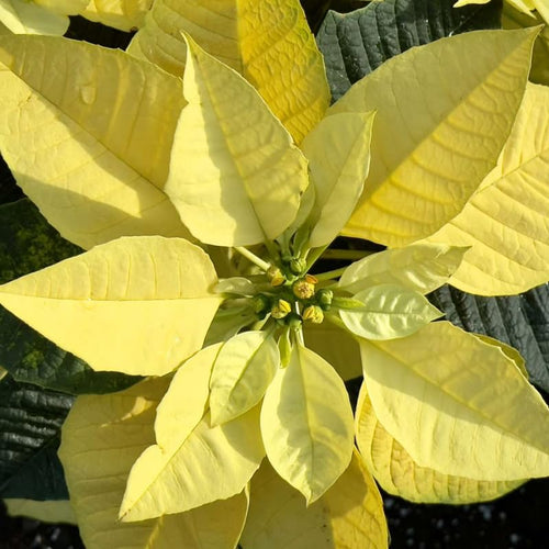 2 Poinsettia Plants Live, Green Poinsettia Flowers Christmas Decorations, Holiday Houseplant, Poinsettias Trees Plants, No Pot, 5-9" Tall