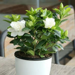 3 Cape Jasmine Plants Live, 4 to 7 Inc in Height, Frost Proof Gardenia Plant Jasmine Live Plant Climbing Flower Perennial