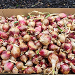 3 Egyptian Walking Onion Live Plants for Outdoor Planting, Set 3 Plants of Second Year, Winter Hardy Rare Fresh Heirloom Allium Winter, Top Size Onions Vegetable