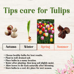 25 Tulip Bulbs for Spring Planting, Mix Large Tulip Bulbs for Fall Planting, Flower Bulbs
