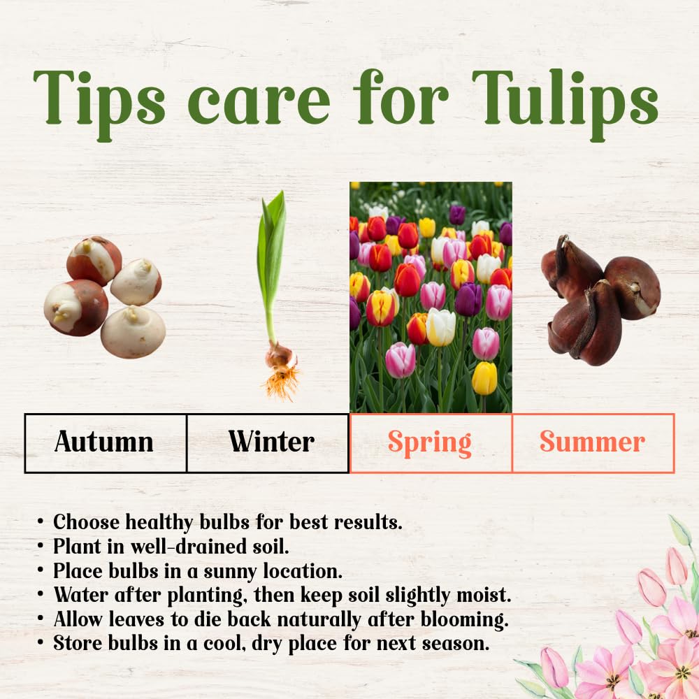 25 Tulip Bulbs for Spring Planting, Large Tulip Bulbs for Fall Planting, Flower Bulbs Garden Indoor Outdoor (Mix)