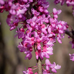 Red Bud Tree Plant in Quart Pot, 1 Year Old Redbud Tree Live Plant, Pink Purple Blooms for Planting, Winter Dormant