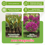 Ann Magnolia Tree in Gallon Pot, Live Flowering Magnolia Tree, Hardy Ornamental Shade Trees with Fragrant Blooms