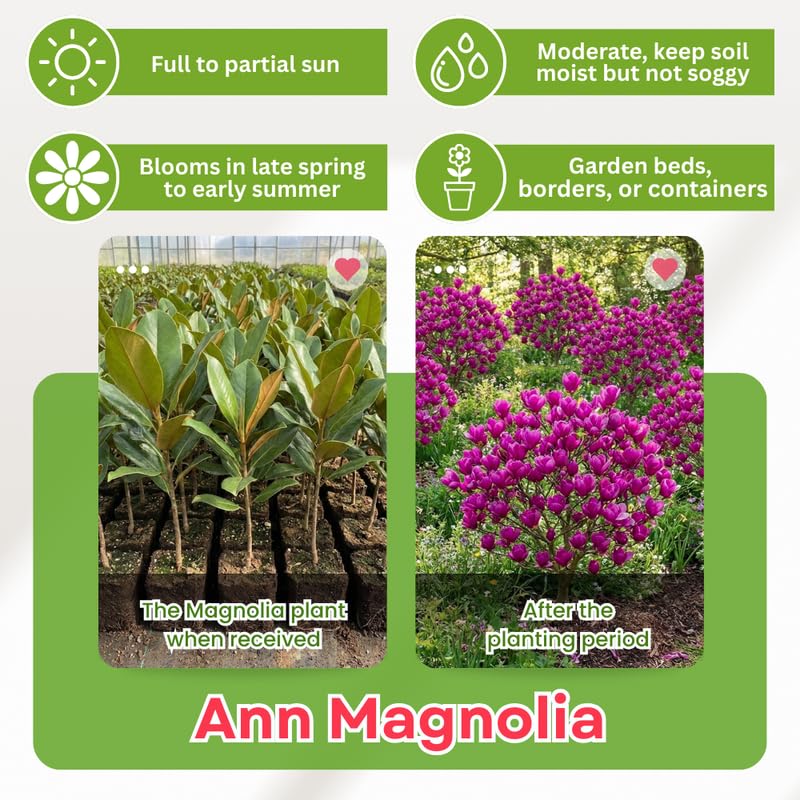 Ann Magnolia Tree in Gallon Pot, Live Flowering Magnolia Tree, Hardy Ornamental Shade Trees with Fragrant Blooms