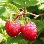 Pack 4 Raspberry Plants Live, 5 to 8 Inch Tall, Sweet Raspberry Bush Live Plants, Raspberries Fruit Seedlings, No Pot (Red Raspberry)