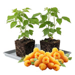 Pack 2 Raspberry Plants Live, Raspberry Everbearing Trees Bushes, Very Sweet Raspberry, Raspberries Size 5-10 Inches in Tall, No Pot (Golden)